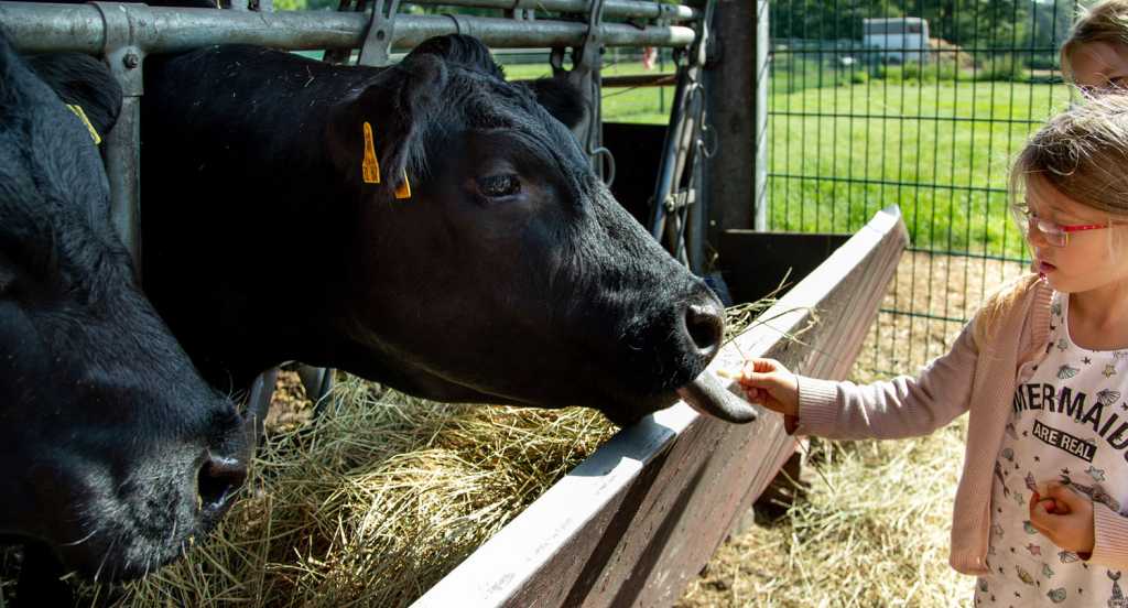 Kind streichelt eine Kuh im Kuhstall des Familienhotels Landhuus Laurenz.