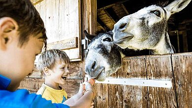 Zwei Kinder füttern die Tiere im Kleintierbereich des Familienhotels Allgäuer Berghof.