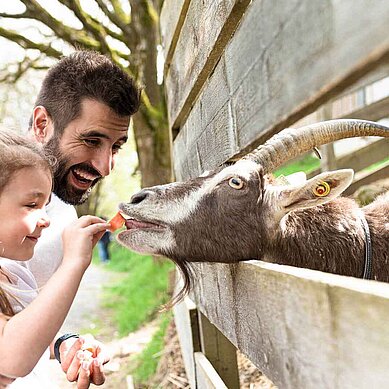 Ein Kind füttert unter Aufsicht des Vaters eine Ziege mit einer Karotte.