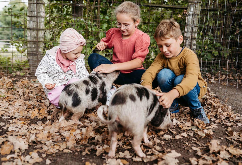 Drei Kinder streicheln die Schweine im Kleintierbereich des Familienhotels Landhaus Averbeck in der Lüneburger Heide.