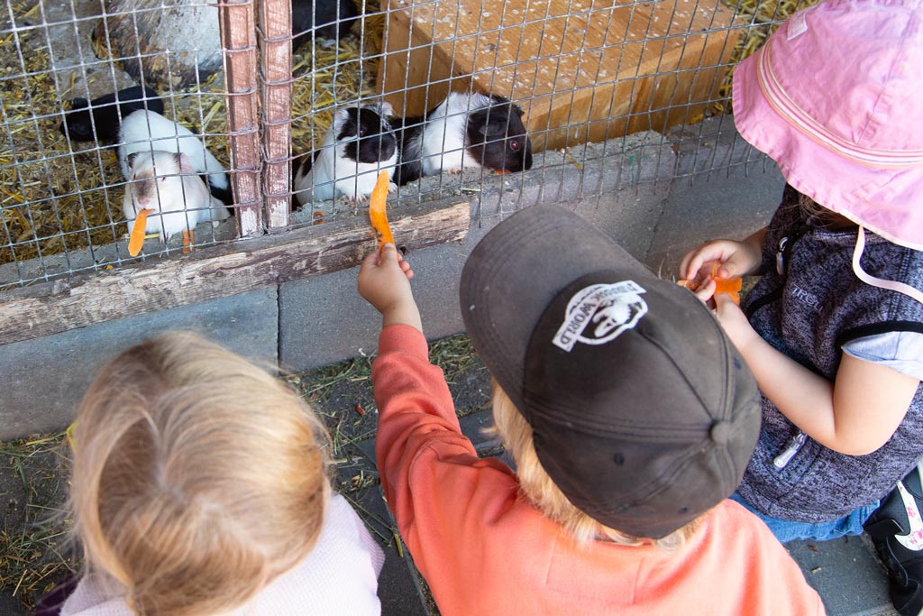 Kind streichelt eine Kuh im Kuhstall des Familienhotels Landhuus Laurenz.