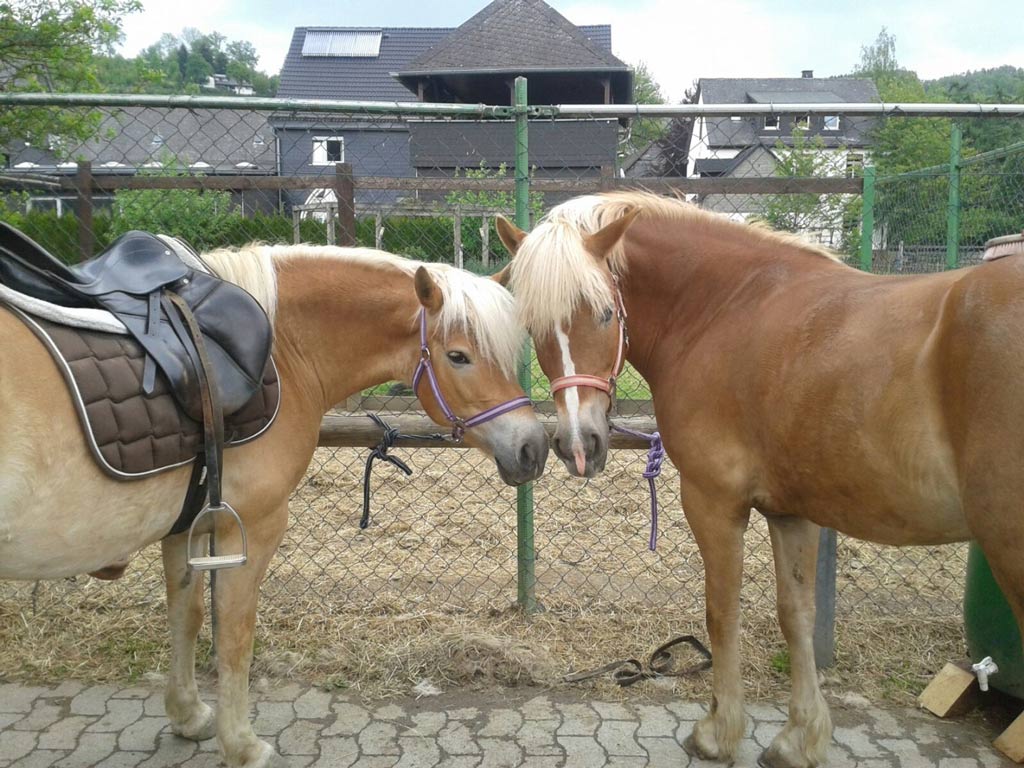 Zwei Pferde werden fertig gemacht für das Ponyreiten im Familienhotel Monikas Ferienhof Sauerland.