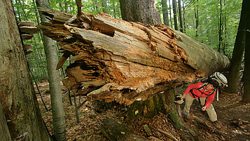 Eine Wanderin bestaunt einen umgestürzten Baum bei Falkenstein im Bayerischen Wald.