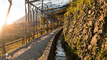 Ein Wanderweg erstreckt sich entlang eines Weinanbaugebietes. Da macht Wandern im Sommer in Südtirol Spaß.
