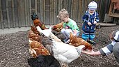 Die Hühner werden gefüttert im Familienhotel Monikas Ferienhof Sauerland.