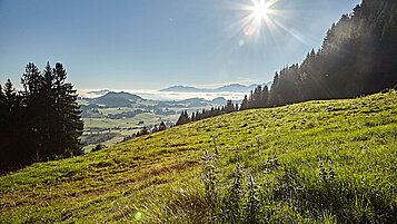 Ausflugstipps in Bayern: Wandert über saftig grüne Wiesen und lasst euch von der Sonne verwöhnen.