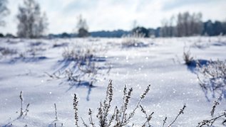 Münsterland im Winter: Ein herrlicher Wintertag in der Westruper Heide in Haltern am See. Die Landschaft der Heide zeichnet das ganze Jahr über ein malerisches Bild.