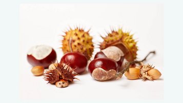 Basteln mit Kastanien