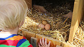 Kleiner Junge steht vor einem Hühnerstall und holt sich sein frisches Frühstücksei.