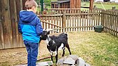 Kleiner Junge füttert eine Ziege im Streichelzoo von Monikas Ferienhof.