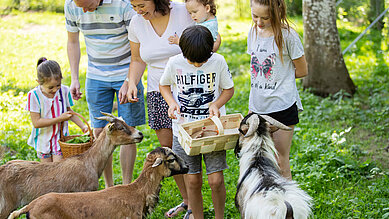 Eine Familie füttert und streichelt Ziegen im Ziegengehege vom Familienhotel Bruckwirt in Oberösterreich.
