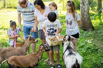 Eine Familie füttert und streichelt Ziegen im Ziegengehege vom Familienhotel Bruckwirt in Oberösterreich.