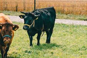 Zwei Kühe auf der Weide direkt am Familienhotel Friedrichshof.