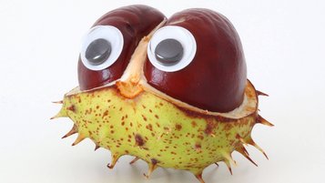 Basteln mit Kastanien, ein Eulenbaby aus Kastanien