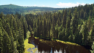 Ein Natur See im Moor Goldsteig im Bayerischen Wald erstrahlt im klaren blauem Himmel.