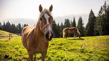 Zwei Pferde stehen auf einer Weide am Familienhotel Allgäuer Berghof, eines davon sieht direkt in die Kamera