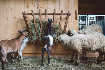 Ziegen und Schafe teilen sich in der Habachklause einen Stall