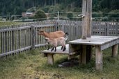 Zwei Ziegen auf dem Außengelände des Alpenhotels Kindl im Stubaital.