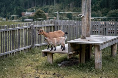 Zwei Ziegen auf dem Außengelände des Alpenhotels Kindl im Stubaital.