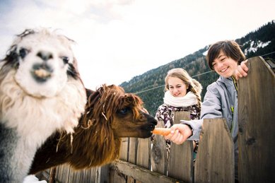 Beim Alpakafüttern erleben Kinder im Winter die Tierwelt rund um das Familienhotel Alpura Retreat in Südtirol.