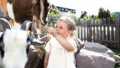 Kleines Kind füttert in einem Streichelzoo eine Ziege mit Gras, eine weitere Ziege im Vordergrund.