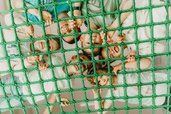 Kinder haben Spaß im Indoor-Spielbereich und schauen lachend durch ein großes Kletternetz im Familienhotel Friedrichshof.