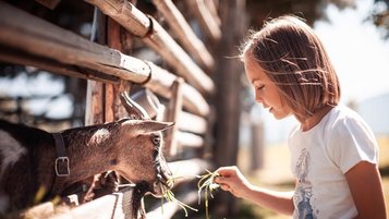 Ein Mädchen füttert eine Ziege mit Gras im Gehege im Familienhotel Family Home Alpenhof.