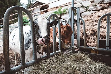 Zwei kleine Kühe die sich über das Futter freuen.