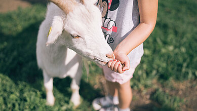 Ziege frisst auf dem Minibauernhof des Familienhotels Kirchheimerhof einem Mädchen aus der Hand.