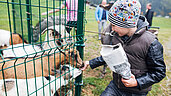 Kleiner Junge füttert Ziegen im Kleintiergehege des Familienhotels Kirchheimerhof in Kärnten.