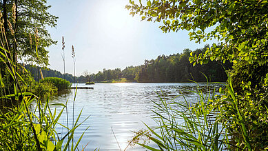 Der Eginger See im Bayerischen Wald erstrahlt bei Sonnenschein.