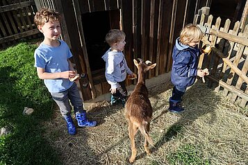 Drei Kinder stehen im Ziegenstall und geben den Ziegen Brot im Familienhotel Monikas Ferienhof.