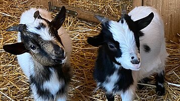 Zwei kleine Ziegen im Ziegenstall des Familienhotels Der Böhmerwald.