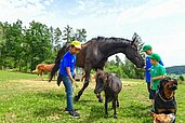 Kinder streicheln Hunde und Pferde im Außengehege und verpflegen die Tiere im Familienhotel Ulrichshof im Bayerischen Wald