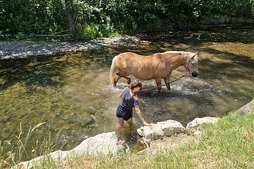 Pferd badet im Fluss und wird an der Leine von einem Mädchen gehalten.