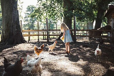 Kleines Mädchen füttert die Hühner auf dem Freigelände des Familienhotels Landhaus Averbeck in der Lüneburger Heide.