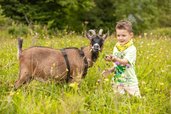 Junge füttert eine Ziege auf einer bunten Wiese beim Familienhotel Ramsi