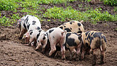 Bentheimer Schweine suchen auf dem Siedlerhof in Emsland im Schlamm nach Futter