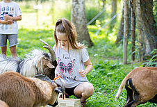 Mädchen streichelt Ziegen im Kleintierbereich des Familienhotels Bruckwirt in Oberösterreich.