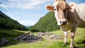 Blick auf die Fane Alm, welches oft als schönstes Almdorf in Südtirol bezeichnet wird.