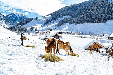 Pferde auf dem Außengelände des Familienhotels Oberkarteis im Winter.