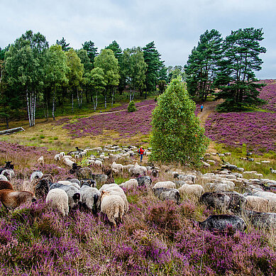 Schafe auf Pilgertour: die Landschaft der Lüneburger Heide erstrahlt in Farbpracht im Sommer.