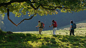 Eine Wandergruppe macht sich ihren Weg durch die grüne Natur im Allgäu. Es sind drei Leute und sie sind im Schatten eines Baumes.