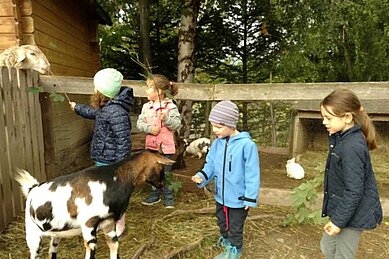 Die Ziegen werden von den Kindern gefüttert im Familienhotel Der Ponyhof Steiermark.