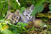 Zwei Katzen genießen die Sonne im Familienhotel der Ponyhof Steiermark.