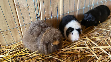 Meerschweinchen im Streichelzoo des Familienhotels Der Böhmerwald.