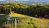 Die Weinberge im Sommer in der Steiermark.