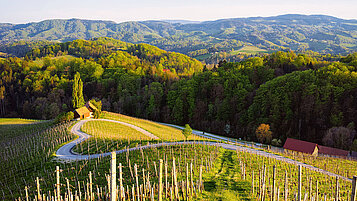 Die Weinberge im Sommer in der Steiermark.