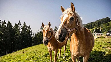 Zwei Pferde stehen auf einer grünen Wiese, direkt neben dem Familienhotel Allgäuer Berghof.
