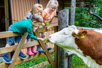 Drei Kinder lehnen am Zaun und streicheln eine Kuh auf dem Hotelgelände des Familienhotels Alpengasthof Hochegger